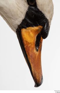 Mute swan beak mouth 0002.jpg